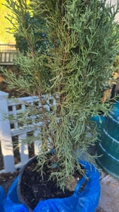 Middellandse ceder (Cupressus sempervirens), ook wel zuilcipres genoemd. Echte ceder (120-140 cm) Klantenfoto 1