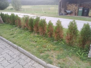 Thuja occidentalis Smaragd 80-100 cm SMARAGD LEBENSBAUM Kunden-Foto 15