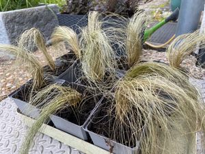 Stauden Gänge 10 x Stipa tenuissima 'Pony Tails' im 1 Liter Topf - Federgras - Leichtigkeit und Eleganz in jedem Garten - Winterhart - Mehrjährig Kunden-Foto 1