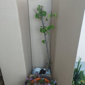 Süßkirsche 'Van'  selbstbestäubend Prunus avium Van Kunden-Foto 1