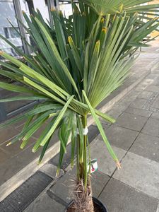 3 Stück XXL Palme winterhart 200-220 cm Trachycarpus fortunei, Hanfpalme, Kunden-Foto 10