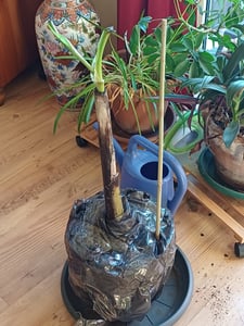 2 Stück Bananenstaude Musa Basjoo 60 - 80 cm winterhart Staude japanische Faserbanane Kunden-Foto 2