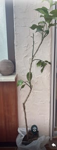 Albero di limone Citrus limon 'Eureka' 120–160 cm – Albero da frutto mediterraneo sempreverde per balconi, terrazze e giardini Foto del cliente 1
