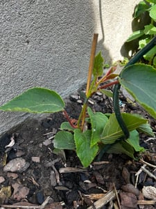 Kiwi Jenny - Actinidia chinensis 'Jenny' - Auto-fertile/auto-fécondable Photo du client 6