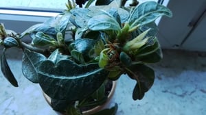 Bloomique - Adenium Obesum - Wüstenrose - blühend - Zimmerpflanzen - sehr pflegeleicht - Topf 13 cm - 25-35 cm hoch Kunden-Foto 3