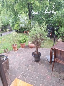 Olivenbaum Olive "20 Jahre" beste Qualität, Stammumfang 20 - 30 cm, winterhart, Olea Europaea Kunden-Foto 22