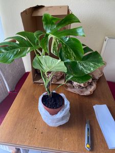 Monstera Deliciosa Variegata, wysokość 40-50 cm | Rzadka, pstrokatowa roślina doniczkowa | Rzadkość | Egzotyczna roślina z rodziny aroniowatych Zdjęcie produktu od klienta nr 10