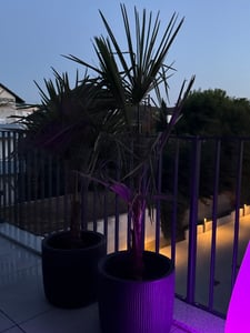 Trachycarpus fortunei Hanfpalme bis 160 cm Höhe aus Freilandzucht. Frosthart bis - 19 Grad Indoor und Outdoor Kunden-Foto 1