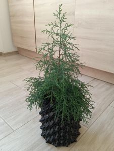 SAFLAX - Berg - Mammutbaum - 50 Samen - Sequoiadendron gigantea Kunden-Foto 1
