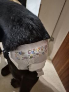 Pannolini usa e getta per cani Pampers per femmine per cani Xs 1-3 Kg 12 Pezzi Foto del cliente 1