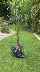 XXL winterharte Palme Hanfpalme 160-220 cm -18 °C Trachycarpus Fortunei Kunden-Foto 6