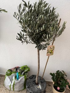 Sunny Tree - Olivenbaum - Olea Europaea in Strauchform - Höhe ca. 80-100 cm inkl. Topf. -  Winterhart bis -18 - Immergrün Kunden-Foto 1