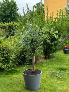 Olivenbaum Olive "Angebot" 150 - 180 cm, beste Qualität, winterhart, Olea Europaea Kunden-Foto 37