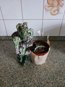 Euphorbia tirucalli - Bleistiftkaktus - grosse Pflanze im 12cm Topf Kunden-Foto 3