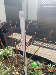 Harlekinweide Stämmchen 120–140 cm – Salix integra Hakuro Nishiki – Zierweide winterhart mehrjährig Flachwurzler Gartenpflanze Kunden-Foto 2
