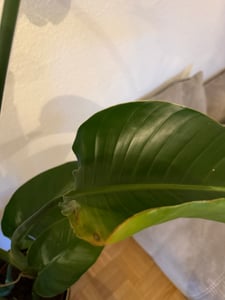 [Palmenlager] XL Strelitzia nicolai - Paradiesvogelblume - 140 cm - 3er Tuff / Baumstrelitzia / mediterrane Pflanze Kunden-Foto 4