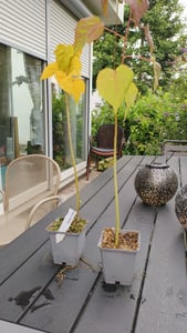 XXL Hibiscus moscheutos Kui NukuRiesenhibiskus Staudenhibiskus Kunden-Foto 1