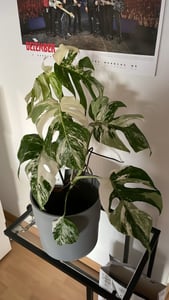Monstera Deliciosa Variegata, wysokość 40-50 cm | Rzadka, pstrokatowa roślina doniczkowa | Rzadkość | Egzotyczna roślina z rodziny aroniowatych Zdjęcie produktu od klienta nr 5
