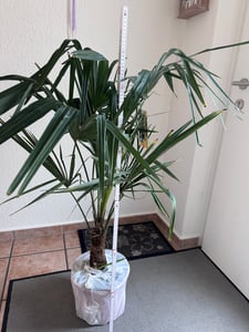 XXL winterharte Palme Hanfpalme 160-220 cm -18 °C Trachycarpus Fortunei Kunden-Foto 24