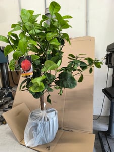 Orangenbaum Arcobal 70–100 cm – Citrus sinensis ‘Arcobal’ – exotischer Zitrusbaum, aromatische Früchte, Kübelpflanze für Balkon & Terrasse Kunden-Foto 1