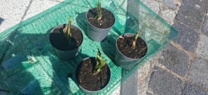Bananowiec - 3 szt - Musa basjoo - Wysokość 25-40cm - ⌀9cm Zdjęcie produktu od klienta nr 7