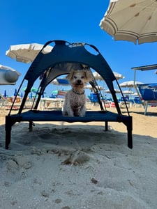 PawHut Haustierbett mit Baldachin Erhöhtes Hundebett Hundeliege outdoor Kaffee Kunden-Foto 1