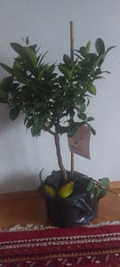 Grünwaren: echter Zitronenbaum 70 - 100 cm Zitrone Citrus Limon Zitruspflanze Kunden-Foto 8