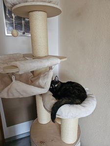 COSTWAY škrabadlo 187 cm velké, šplhací strom s dvoupatrovým škrabadlem, 2 houpací sítě, odnímatelný pelíšek, sisalová deska a míček na hraní, dřevěný nábytek pro kočky v přírodě Fotografie od zákazníka č. 3