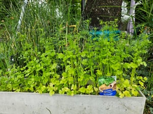 Kiepenkerl Koriandersamen Saatkoriander Coriandrum sativum 70 Pflanzen Kunden-Foto 1
