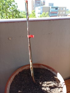 Wiśnia kolumnowa „Sylvia” – Prunus avium – kompaktowa forma kolumnowa do małych ogrodów i balkonów | Całkowita wysokość 40–60 cm Zdjęcie produktu od klienta nr 1