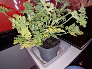 Bloomique - 3er Set - Pelargonium Graveolens - Zitronengeranie - Geranien Pflanzen - Anti Mücken - Herrlich Duftend - Höhe 15-25 cm - Topf 12 cm Kunden-Foto 2