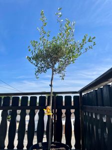 Olivenbaum Stamm Olive 80 - 100 cm hoch, beste Qualität, Olea Europaea Kunden-Foto 13
