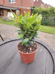 Bloomique - Laurus Nobilis - Lorbeer Pflanze - Gartenpflanzen Winterhart - Gartenkräuter Pflanzen - Höhe 30-40 cm - Topf 15 cm Kunden-Foto 1