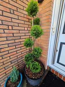 Gartenbonsai – Chamaecyparis lawsoniana ‘Stardust’ – Höhe 150–160 cm inkl. Topf – handgeformte  Scheinzypresse Kunden-Foto 4