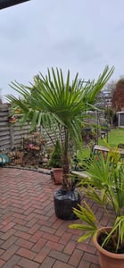 Trachycarpus fortunei 130 - 150 cm Palme Hanfpalme, winterhart bis -18°C Kunden-Foto 5