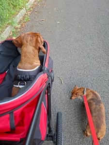 PawHut Hundebuggy mit Reflektoren, Faltbarer Katzenbuggy für Kleine Mittle Hunde Kunden-Foto 10