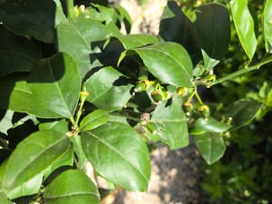 Meyer Zitronenbaum 70–100 cm – Citrus limon Meyer mit Blüten & Früchten, winterharte Zitronenpflanze für Haus & Balkon Kunden-Foto 2