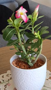 Adenium obesum Rosa- Wüstenrose - Topf 10,5cm - Höhe 25-40cm Zimmerpflanzen Kunden-Foto 4