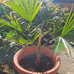 Seltene Trachycarpus Wagnerianus Hanfpalme bis 120 cm Höhe Frosthart bis -19 Grad Kunden-Foto 9
