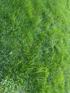 Fepro® Rasensamen Sport- und Spielrasen Sportrasen Grassamen Rasen Rasensaat Gras, 2 x 10kg Sack Kunden-Foto 4