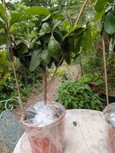 Meine Orangerie Amalfi Zitronenbaum Mezzo - echte Amalfi-Zitrone (Sfusato Amalfitano) - fruchtreife Zitruspflanze - veredelte Zitrone Kunden-Foto 2
