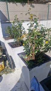 2 x  Andenstrauch  - Escallonia 'Iveyi'  | 30-40 cm in Container Kunden-Foto 1