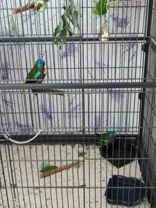 Klatka dla ptaków Yaheetech ze stojakiem, woliera dla ptaków z 3 drewnianymi grzędami i 4 miskami do karmienia, klatka dla papużek na 4 kółkach, woliera dla papug, czarna Zdjęcie produktu od klienta nr 3
