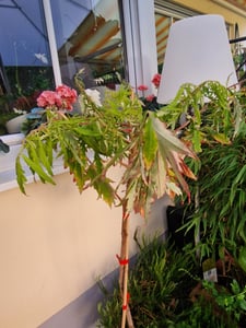 Rhus typhina 'Tiger Eyes', zlatolistý sametový strom, výška 50 cm, 5-litrový kvetináč Fotografia od zákazníka č. 1