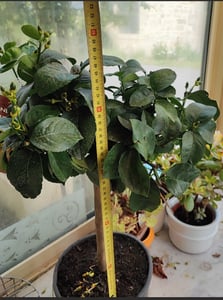 Meyer Zitronenbaum 70–100 cm – Citrus limon Meyer mit Blüten & Früchten, winterharte Zitronenpflanze für Haus & Balkon Kunden-Foto 4