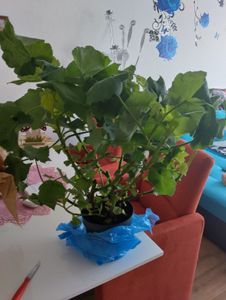 Zimmerlinde 40 cm - Sparmannia africana - Zimmerpflanze - Grünpflanze - Luftreinigung Kunden-Foto 1