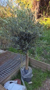 Sunny Tree - Olivenbaum - Olea Europaea in Strauchform - Höhe ca. 80-100 cm inkl. Topf. -  Winterhart bis -18 - Immergrün Kunden-Foto 11
