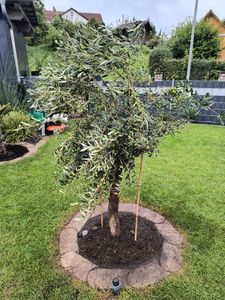 Sunny Tree - Olivenbaum - Olea Europaea in Strauchform - Höhe ca. 80-100 cm inkl. Topf. -  Winterhart bis -18 - Immergrün Kunden-Foto 44