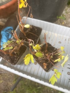 Bloomique - Zestaw 3 sztuk - Dicentra Spectabilis - Złamane serce - Obfite kwitnienie - Odporna na zimę - Bylina - Wysokość 10-20 cm - Doniczka 9 cm Zdjęcie produktu od klienta nr 1