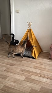 Legowisko dla kota PawHut, namiot dla kota, legowisko dla zwierząt w stylu tipi, domek dla kota, kolor żółty Zdjęcie produktu od klienta nr 1